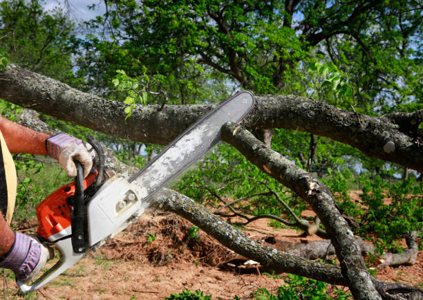 Tree Health Inspection in Edisto, SC